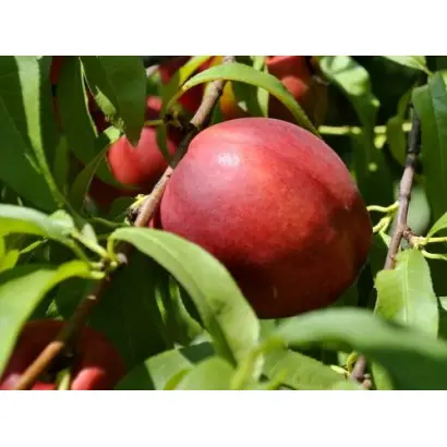 Старк Сангло