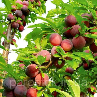 Evrika 99.1 / Евріка 99.1