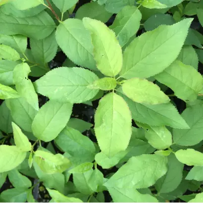 Myrobalan 29C / Міробалан 29С