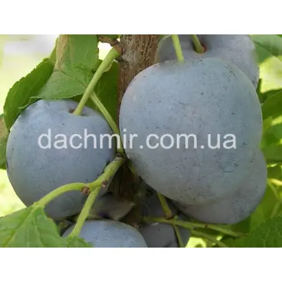 Київська гібридна