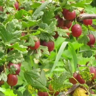 Высокий замок / Високий замок