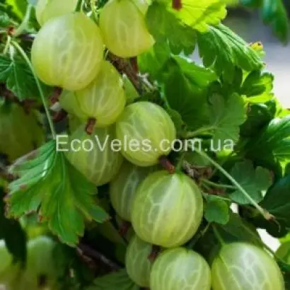 Донецкий крупноплодный / Донецький крупноплідний