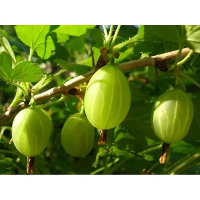 Донецкий первенец / Донецький первенець