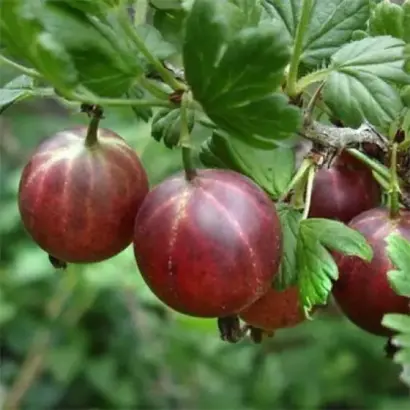 Карпаты / Карпати