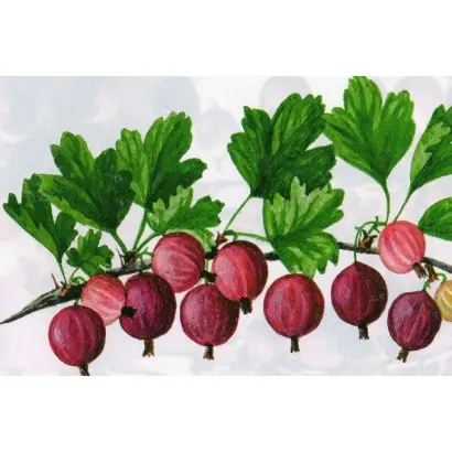 Консервный / Консервний