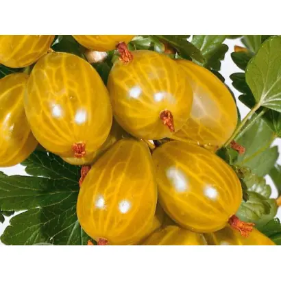 Млеевский желтый / Мліївський жовтий