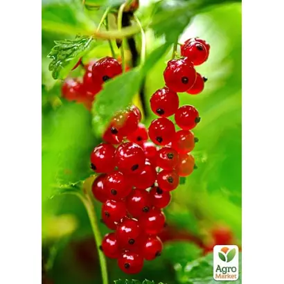 Самбурская / Самбурська