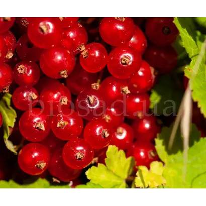 Голландская красная / Голландська червона