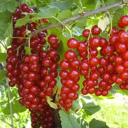 Йонкер ван Тетс