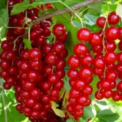 Львівська солодка