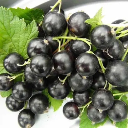 Аспірантська