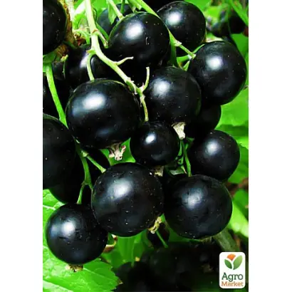 GOFERT / ГОФЕРТ