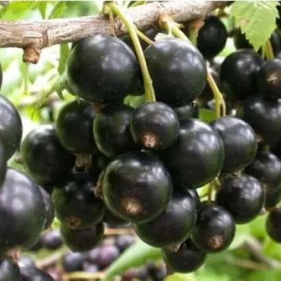 Память Правика / Пам'ять Правику