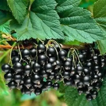 Софіївська