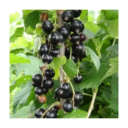 Сюита киевская / Сюїта київська