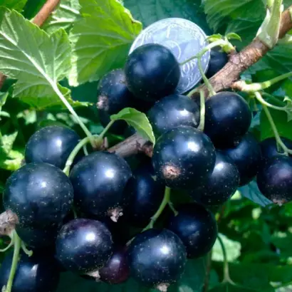 Ювілейна Копаня