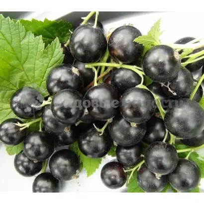 Дочка Ворскли