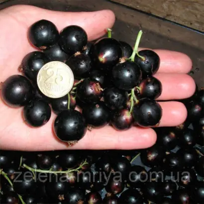 Краса Львова