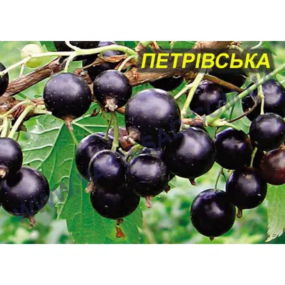 Петрівська