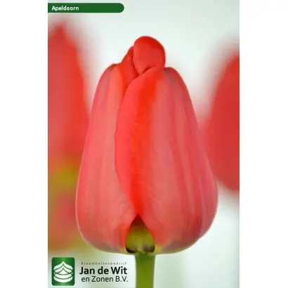 Апельдорн / Апельдоорн