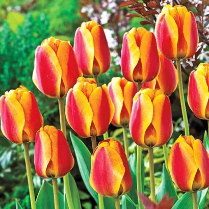 Апельдоорнс Элитэ / Апельдоорн Еліте