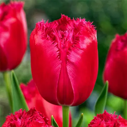 Бургунди лейс / Бургунді лейс