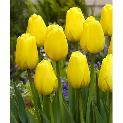 Голден Оксфорд