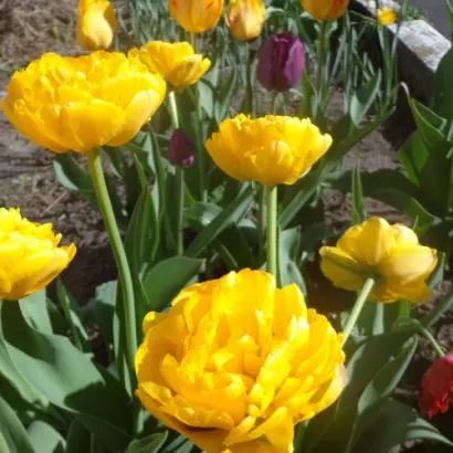 Голден Ольга