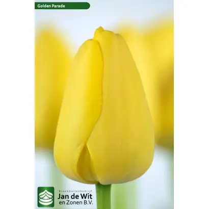 Голден Парад