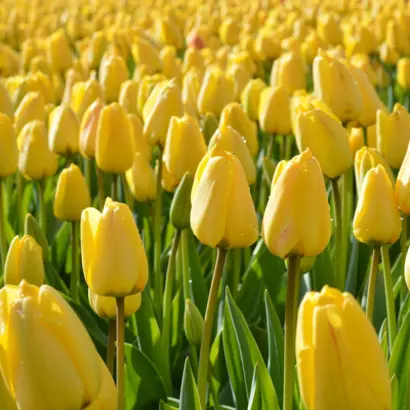 Голден Спайк