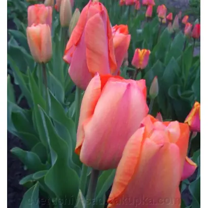 Голллэндз Глори / Голландс Глорі