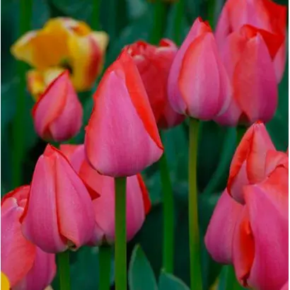 Гордон Купер