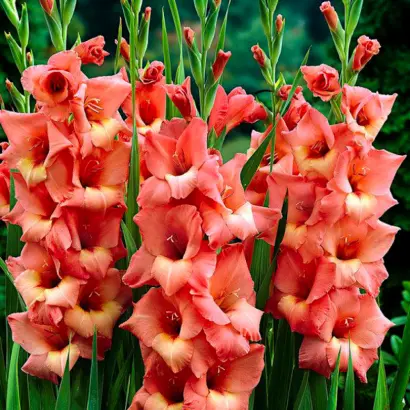 Джессика / Джесіка