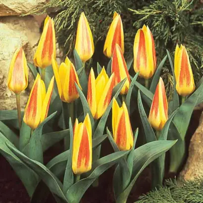 Джузеппе Верди / Джузеппе Верді