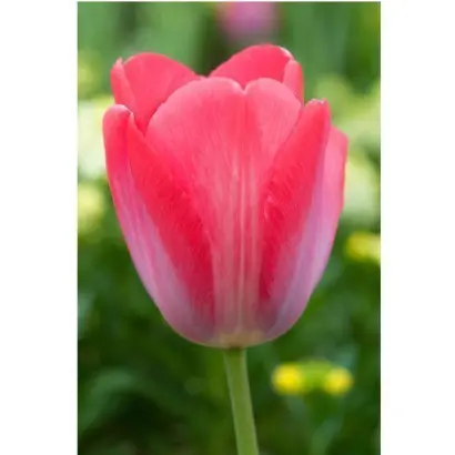 Элизабет Арден / Елізабет Арден