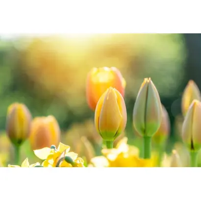 Эффект / Ефект