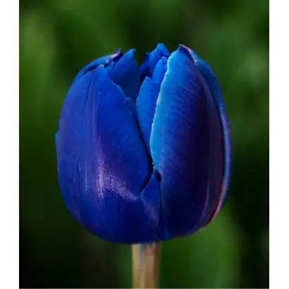 Кассини / Кассіні