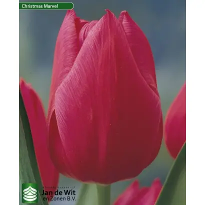 Кристмас Марвел