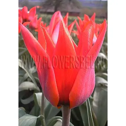 Ловели Сепрайз / Лавлі Сепрайз