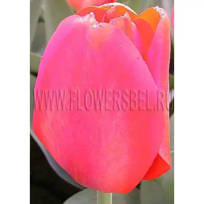 Ленинс Мемориал / Ленінс Меморіал