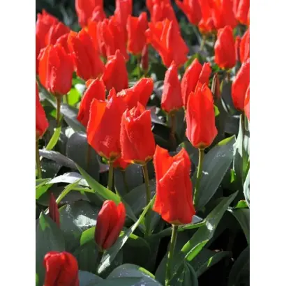 Лефебрс Фаворит / Лефебрс Фаворіт