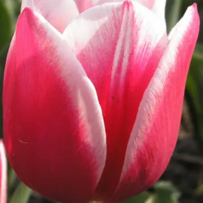 Люстиге Витве / Люстиге Вітве