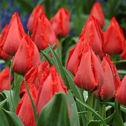 Принцесса Шарман / Принцеса Шарман