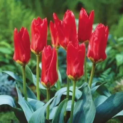 Ред Эмперер / Ред Емперор