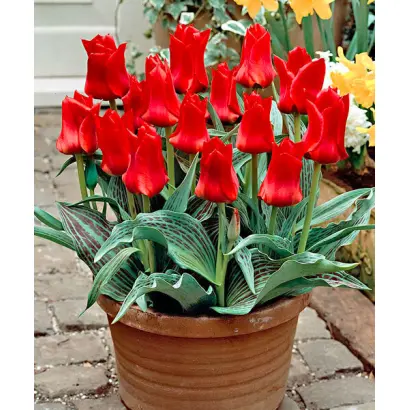 Ред Райдин Худ / Ред Рійдінд Худ