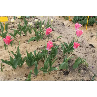 Роузи уингс / Роузі Уінгс