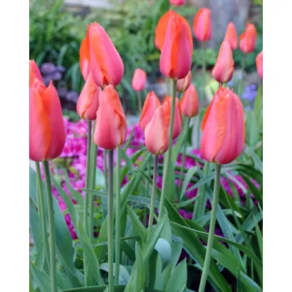 Темпл оф Бьюти / Темпл оф Б'юті