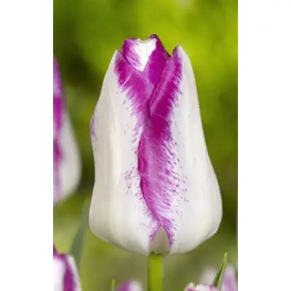 Топ Эфейр / Топ Ефейр