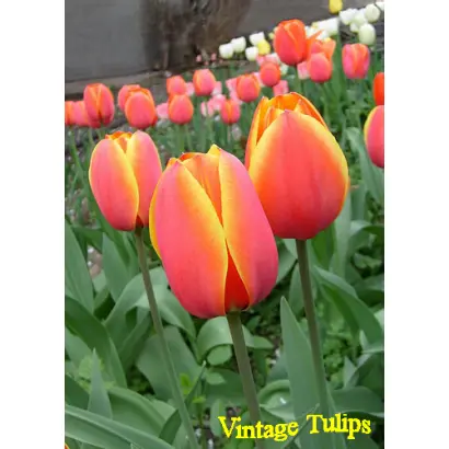 Форготтен Дримс / Форготтен Дрімс