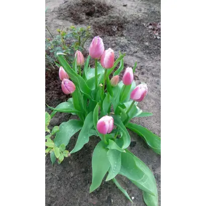 Халкро / Халькро